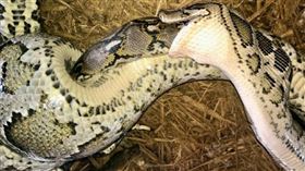 外稿勿用！！孟加拉的研究人員在2020年，記錄到了一條緬甸蟒（Burmese python）吞食一條體型更大的網紋蟒（reticulated python），為全球首例。（圖／Reptiles and Amphibians）