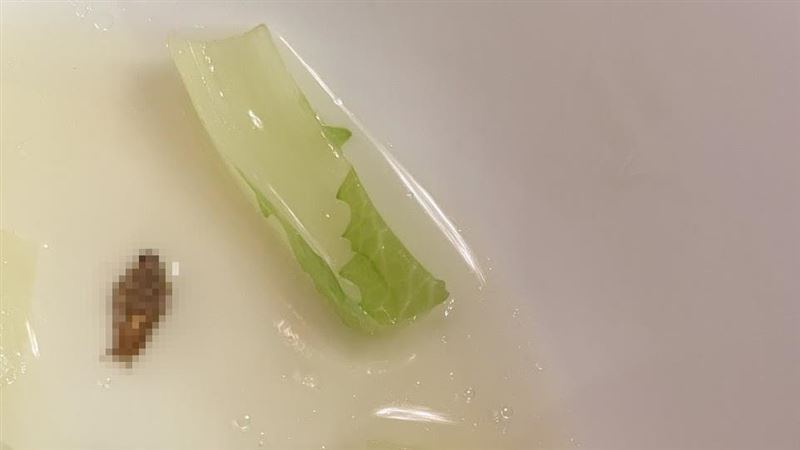 被爆菜有蟑螂 北市稽查雙月仍有1缺失