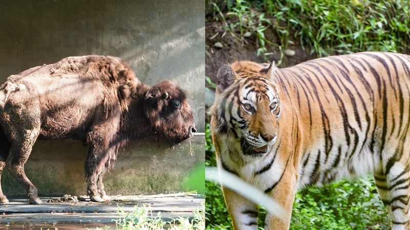 北市動物園噩耗！3「好友」陸續逝世