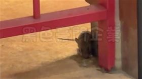 食安出包！台中某泰式餐廳「老鼠趴趴走」