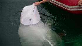 知名的「間諜白鯨」Hvaldimir日前被發現陳屍在挪威一處海灣中，動物團體指出，白鯨的屍體上有多處槍傷，疑遭人故意射殺，當地警方獲報後已展開刑事調查。