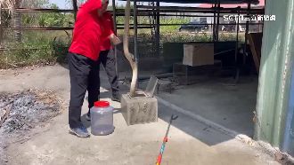 抓不完！台灣蛇大軍出沒　專家：暖冬影響