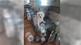 淘汰犬,寵物,毛孩,認養,狗,松山,繁殖場