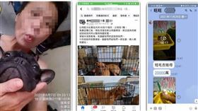 淘汰犬,繁殖場,毛孩,放棄狗,狗,煉金術,認養,認領,販賣,萌萌噠寵物生活館