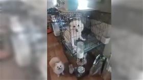 繁殖場淘汰犬