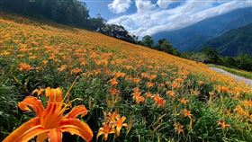 台東太麻里金針花季超火熱，奧丁丁體驗賞花專車行程中秋前一位難求。（圖／飯店旅宿業者提供）