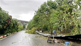 颱風摩羯發威  越南河內市3000路樹倒塌颱風摩羯被越南封為30年來最強颱風，7日登陸越南後狂風暴雨長達15個小時，首都河內市路樹共倒了3000棵。中央社記者陳家倫河內攝  113年9月8日