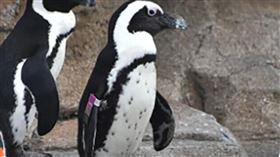 美國馬里蘭動物園裡的非洲企鵝「貪心先生」。翻攝marylandzoo.org