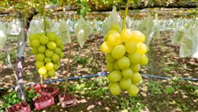 家樂福　麝香葡萄