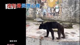 獅子瘦到像貴賓狗、棕熊比猴子還瘦！大陸動物園嗆關你啥事、稱腸胃不佳 來源：新聞台