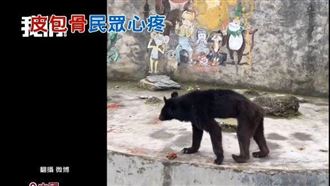 獅子瘦到像狗、熊比猴瘦！陸動物園嗆遊客