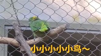 動物園鸚鵡籠中高歌！網一聽歌詞鼻酸了