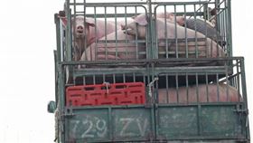 豬成國道隱憂
（圖／台灣動物社會研究會提供）
