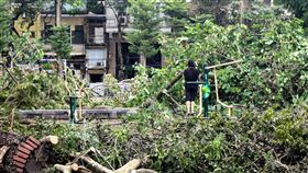 河內民眾在倒樹滿布的公園運動颱風摩羯造成河內市近2.5萬棵樹木倒下，相關單位目前優先清理影響交通的倒塌路樹，再善後公園裡的倒樹。一名河內市民10日下午在滿布倒樹的公園裡運動。中央社記者陳家倫河內攝  113年9月10日