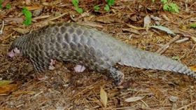 宜蘭一名張姓男子非法獵捕，並宰殺野生動物穿山甲與長鬃山羊。（示意圖／翻攝自雪霸國家公園官網）