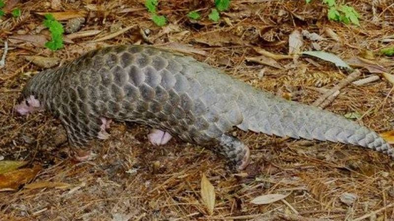 售「會挖洞的車輪餅」　宜蘭男盜獵慘了
