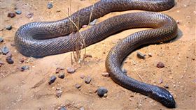內陸太攀蛇(Inland taipan) 劇毒，(圖／翻攝自維基百科)