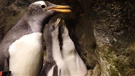 屏東海生館中秋節推四人同行夜宿折815元　車城鄉鄉民免費入館