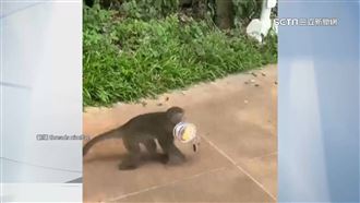 「我的烏薩奇」壽山獼猴搶玩偶　女孩急哭