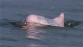 2011、2017兩次被捕捉到的一隻斷顎白海豚，時隔七年再度現蹤金門海域。（圖／翻攝自中華鯨豚協會臉書）