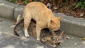 ▲貓（圖／翻攝自維基百科）