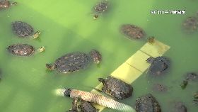 收養廟烏.龜1800