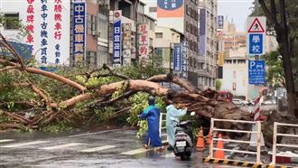 新／高雄巨樹倒塌！自小客慘被擊中