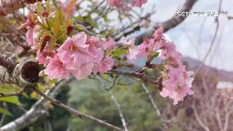 1年僅開2次花！　鹿谷小半天河津櫻露臉