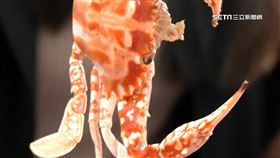 到漁港呷新鮮! 秋蟹肥美