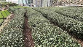 才剛初秋茶樹結霜 茶農嘆:影響冬茶收成