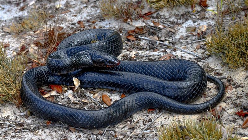 蛇被吞還能活！東部靛藍蛇吐2蛇　1蛇活了