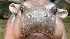 泰國東部春武里府綠山動物園一隻兩個月大的侏儒河馬「彈跳豬」因可愛外表和逗趣行為，在全球迅速爆紅。（圖取自x.com/kkopzoo）
