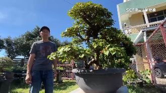 獨／盆栽造景難度高　樹藝師年薪破百萬