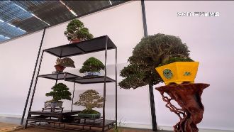 獨／134件「綠金」價上億　總冠軍約300萬