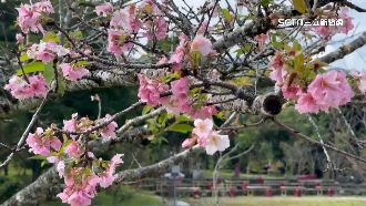 遊客搶賞鹿谷粉紅花海　體驗竹筒飯DIY