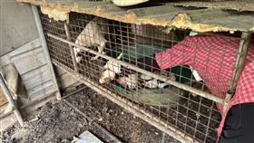 狗肉,越南,桃園,動保處（圖／翻攝自《社團法人台灣懷生相信動物協會》）