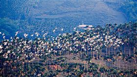 嘉義梅山中秋前夕現「萬鷺朝鳳」奇景中秋節前夕，嘉義縣梅山鄉太興村出現「萬鷺朝鳳」奇景，一群群黃頭鷺由北往南遷徙度冬，宛如白龍迴繞山谷盤旋空中。（嘉義縣文觀局提供）中央社記者蔡智明傳真  113年9月16日
