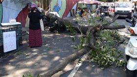 台中,路樹,傾倒,路人,受傷,意外（圖／翻攝畫面）