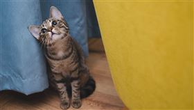 貓,貓咪,家貓,寵物,愛貓（圖／Pixabay）