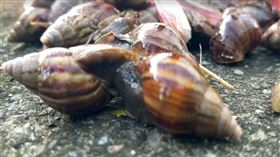 阿嬤,死者,食物,蝸牛,小米粽,金峰鄉,台東