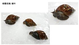 食藥署傍晚表示，研檢組已經收到台東縣送達檢體3件，為血桐、蝸牛及食餘檢體。（圖／食藥署提供）