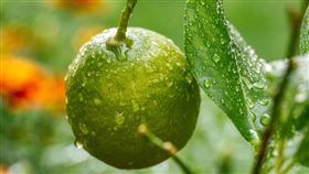 檸檬。(圖/Pixabay)