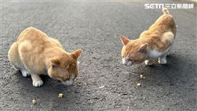 毒餌,愛媽,浪貓,托福松,劇毒,農藥,動物,台南