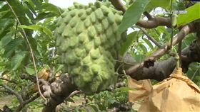 中暫停執行免關稅! 台東釋迦果農:要降低依賴心