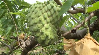 中暫停執行免關稅！台東果農：要降低依賴