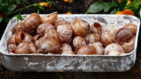 蝸牛(示意圖/翻攝自pixabay)