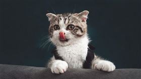 ▲cat（圖／翻攝自pixabay）