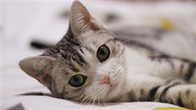 ▲cat（圖／翻攝自pixabay）