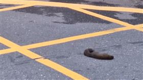 彰化,社頭,協和村,電桶爆炸,松鼠,停電（圖／翻攝畫面）