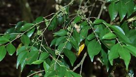 九九峰自然保留區發現瀕危植物垂枝羊角扭九九峰自然保留區野生動植物生態豐富，其中稀有瀕危植物「垂枝羊角扭」是在保留區發現命名的新物種，林業及自然保育署南投分署20日提醒，民眾申請進入保留區後禁止改變或破壞原有自然狀態，並注意自身安全。（嘉義大學提供）中央社記者蕭博陽南投縣傳真  113年9月20日